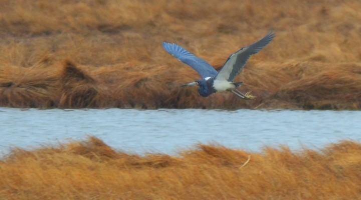 Tricolored Heron - ML647014937