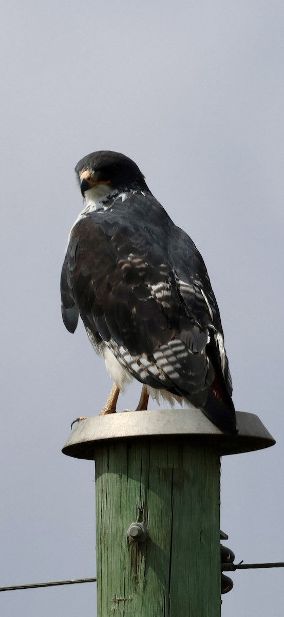 Augur Buzzard - ML647014940