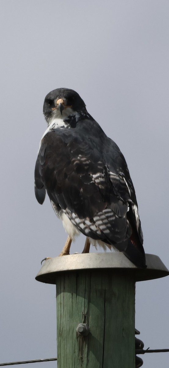Augur Buzzard - ML647014941