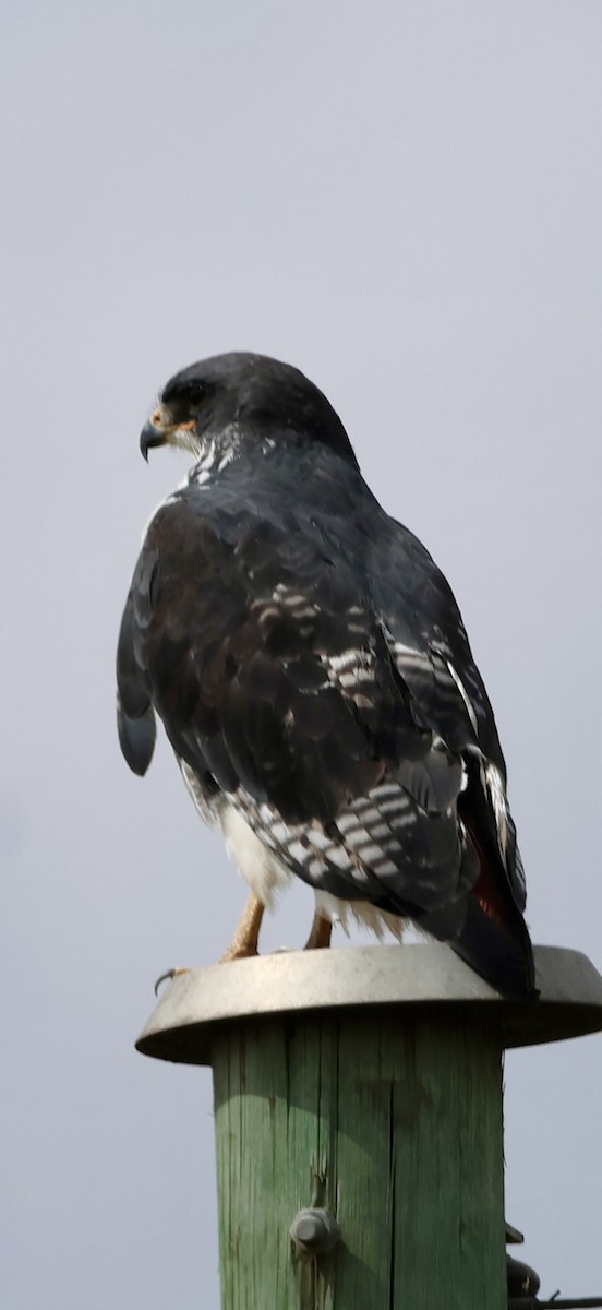 Augur Buzzard - ML647014942