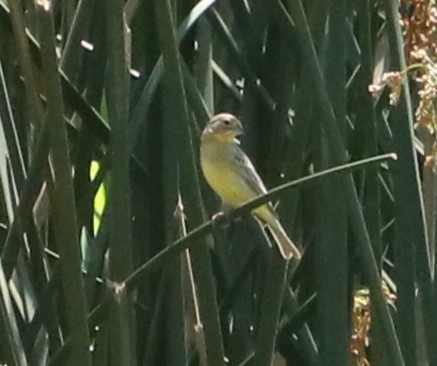 Kurzschnabel-Gilbtangare - ML647014943