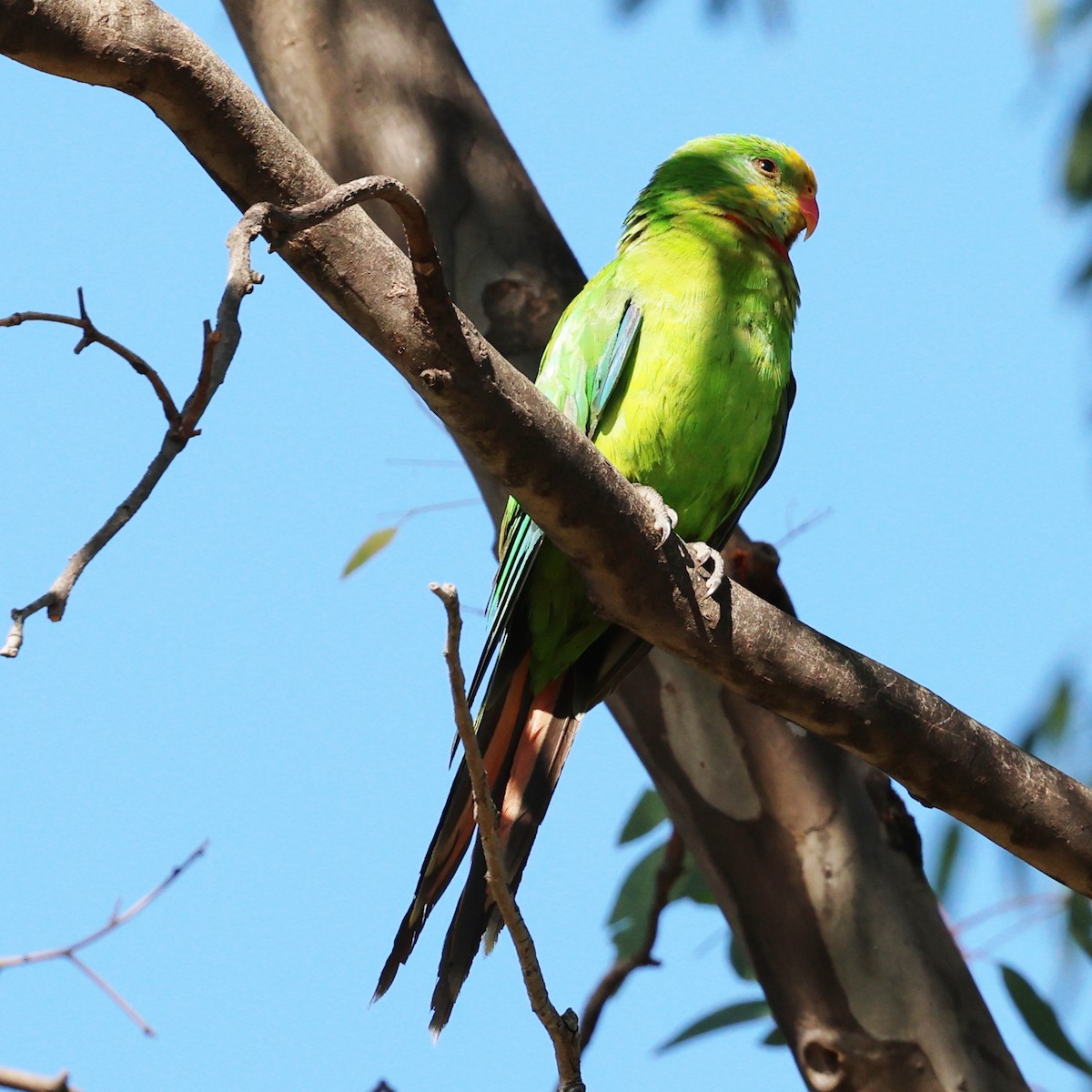 Superb Parrot - ML647014944