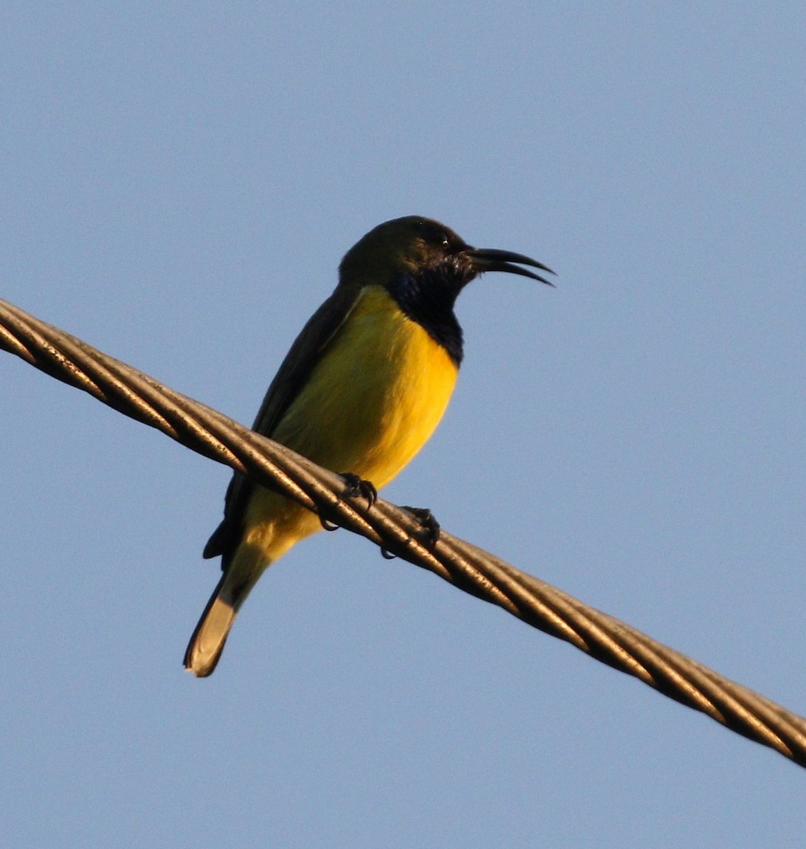 Garden Sunbird - ML647014953