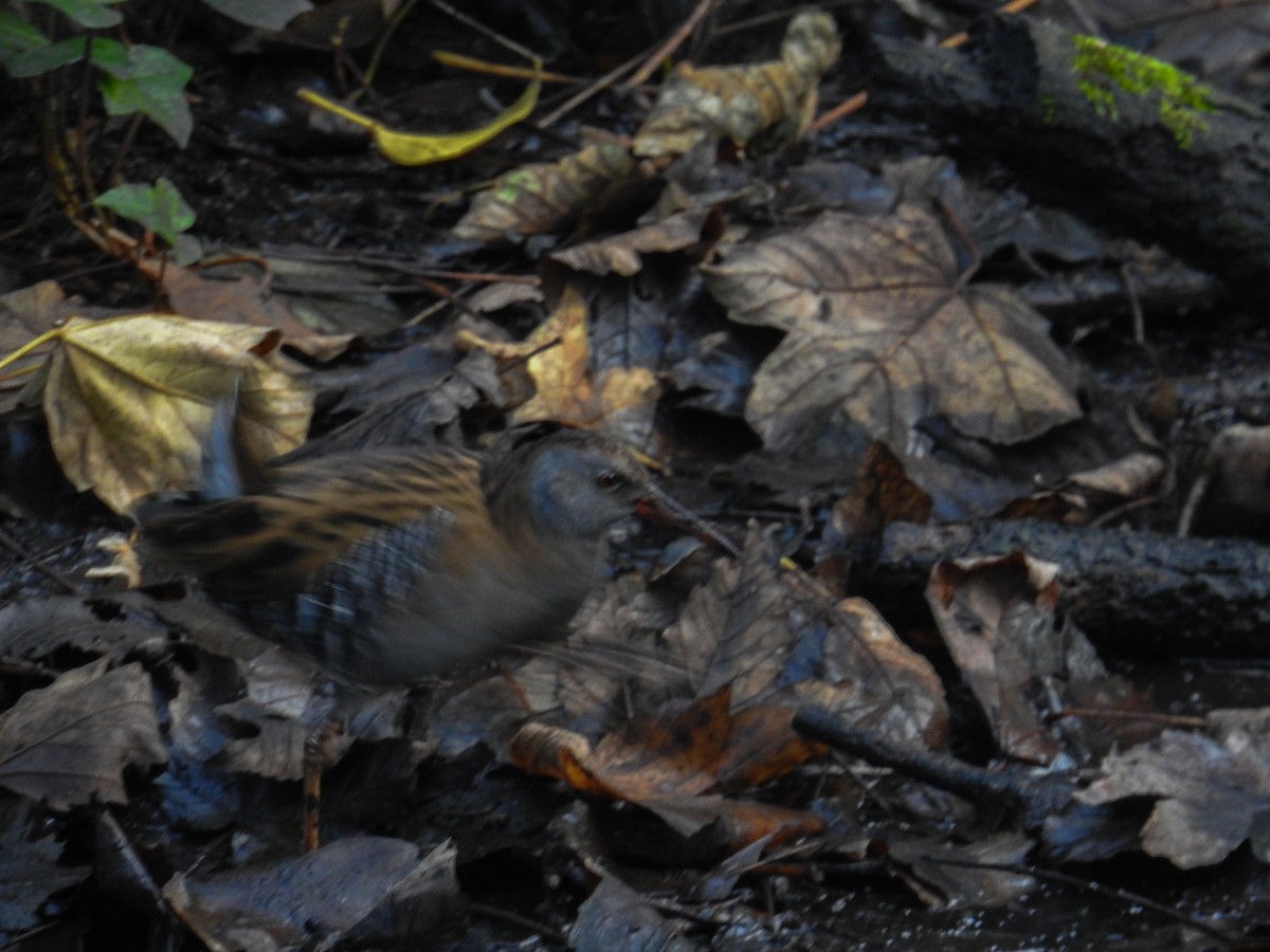 Water Rail - ML647014959