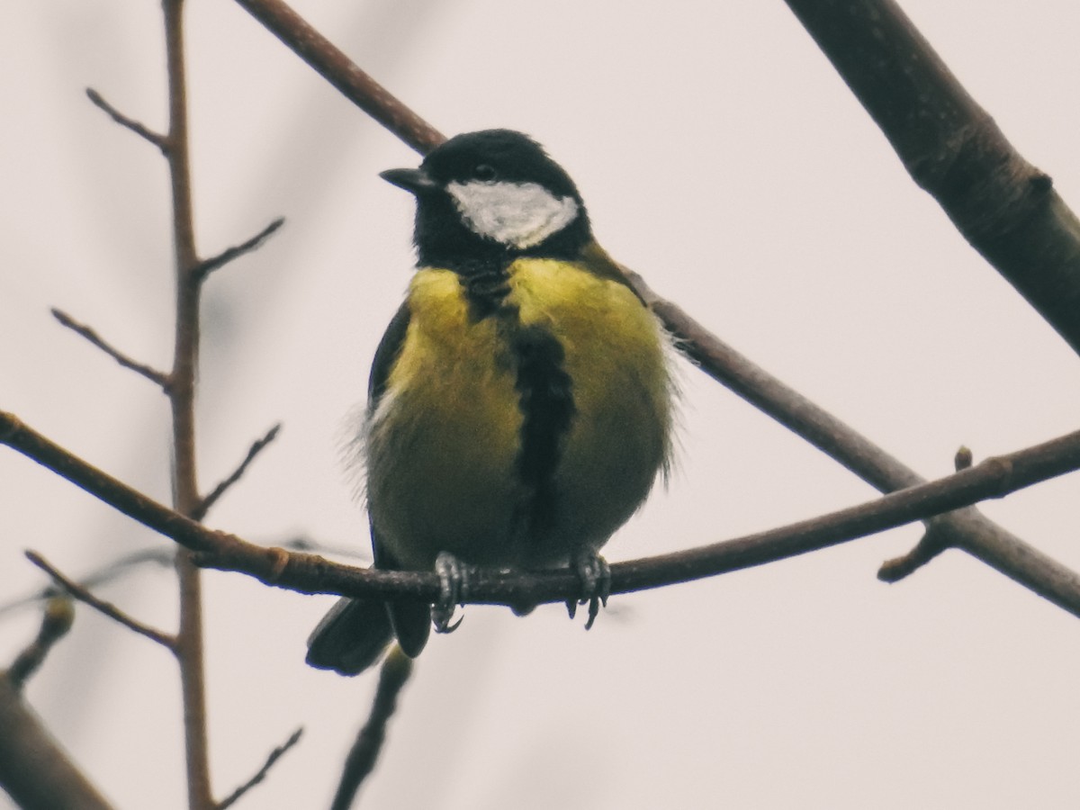 Great Tit - ML647014964