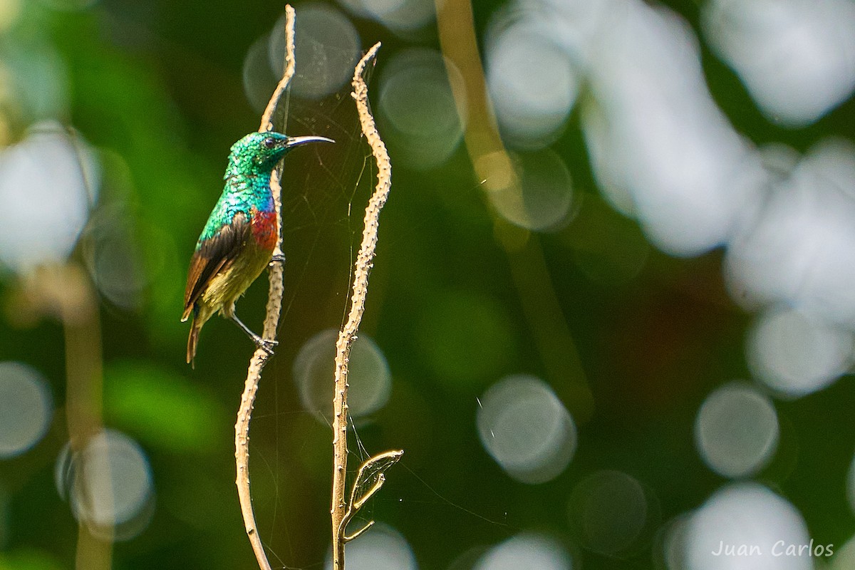 Olive-bellied Sunbird - ML647014965