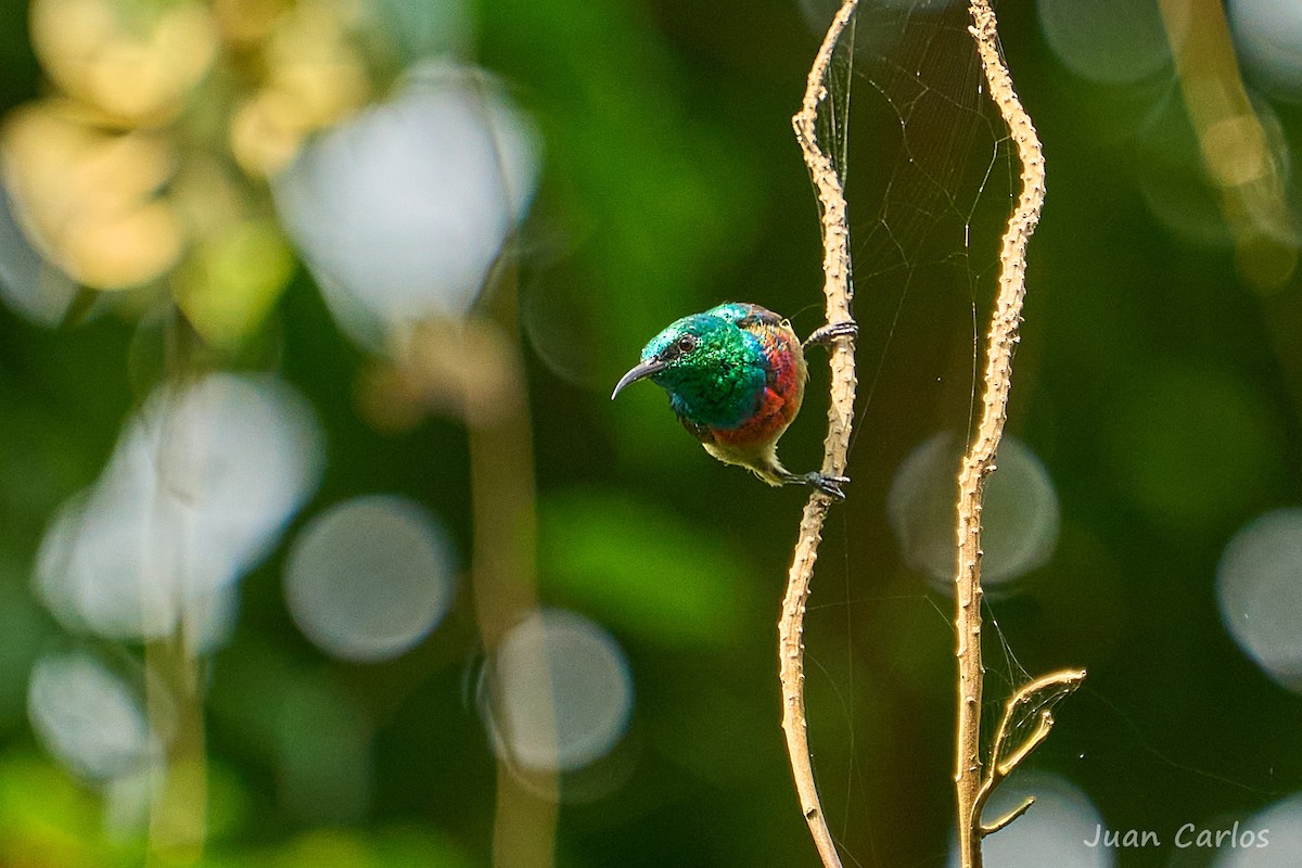 Olive-bellied Sunbird - ML647014966