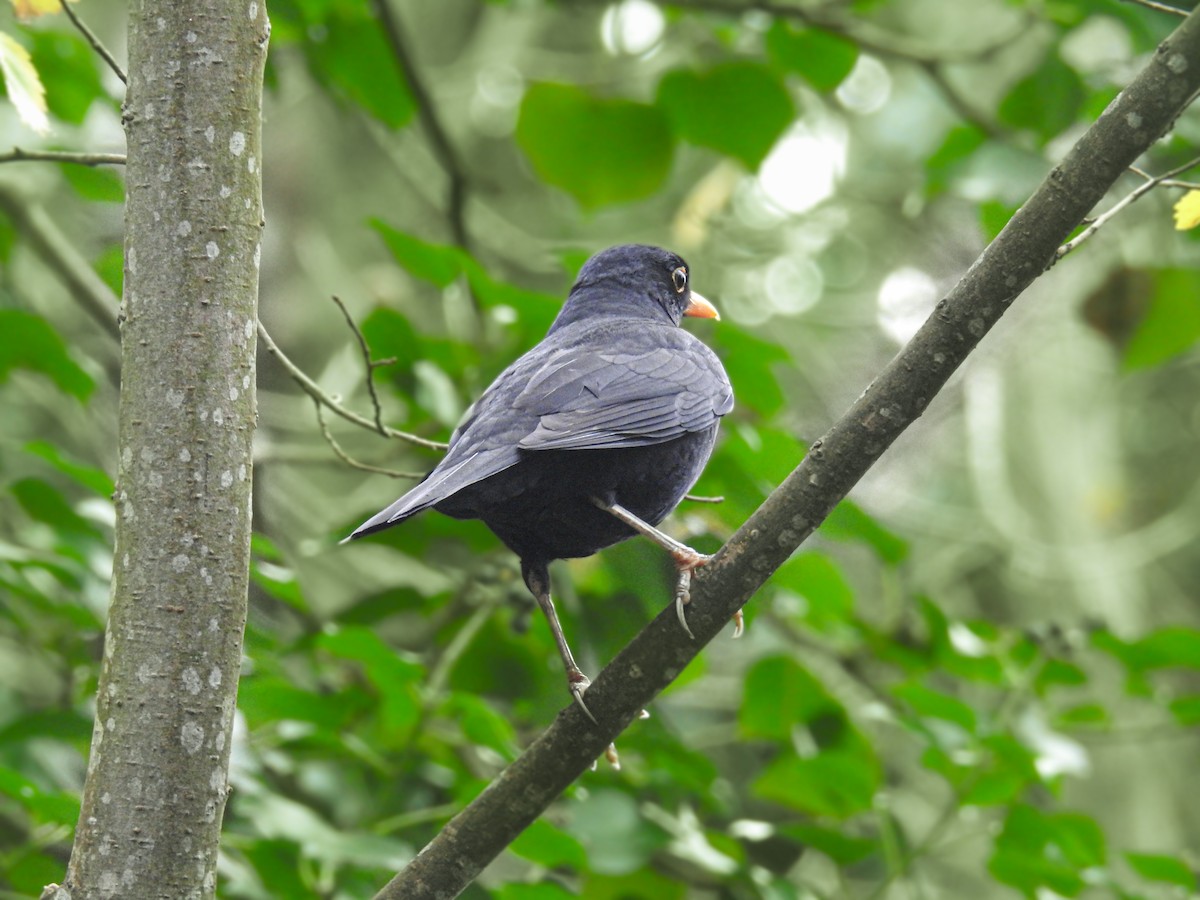 Eurasian Blackbird - ML647014967