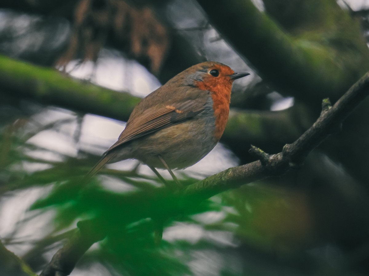 European Robin - ML647014969