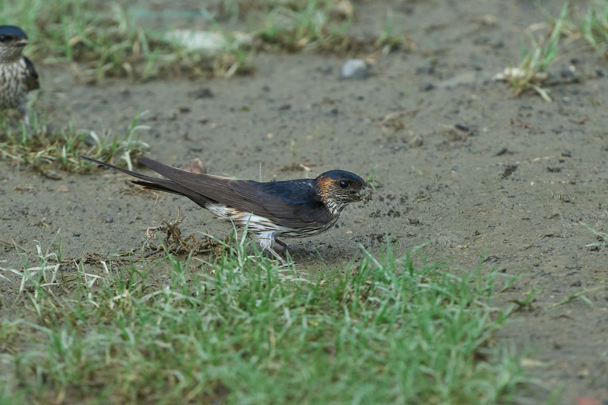 Eastern Red-rumped Swallow (Striated) - ML647014981