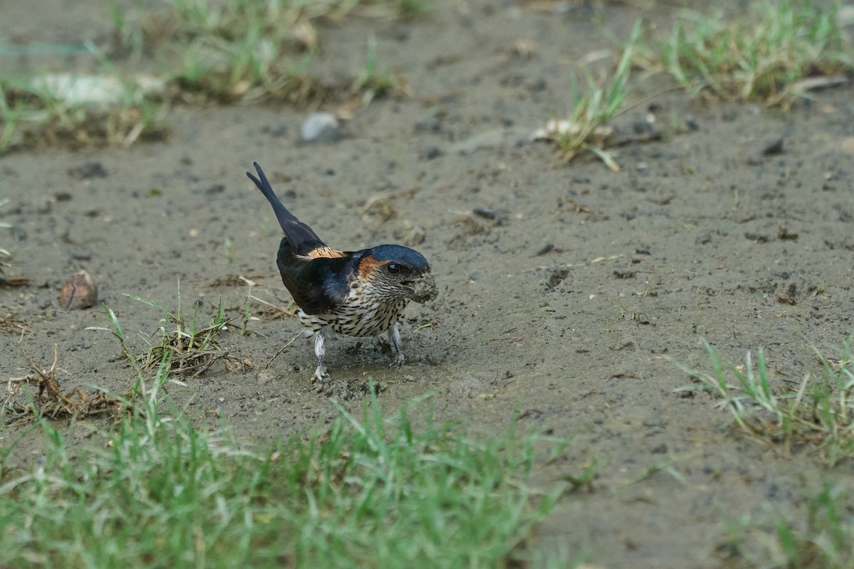 Eastern Red-rumped Swallow (Striated) - ML647014982