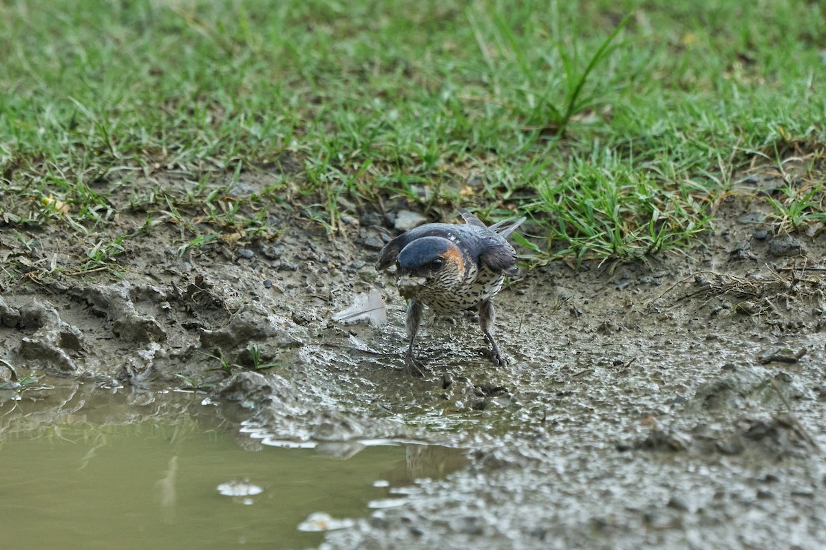 Eastern Red-rumped Swallow (Striated) - ML647014983