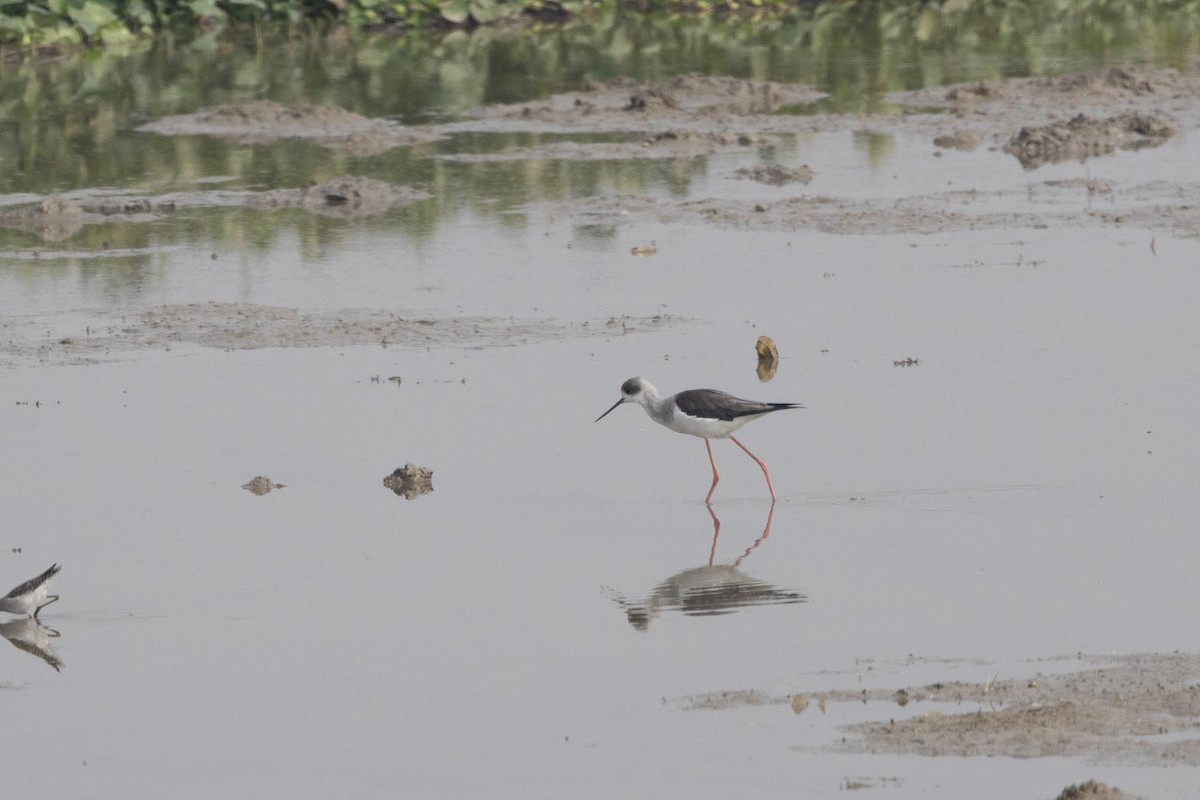Black-winged Stilt - ML647014984