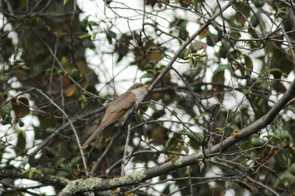 Yellow-billed Cuckoo - ML647014990