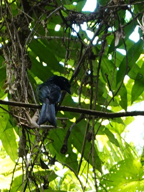 Greater Racket-tailed Drongo - ML647014991