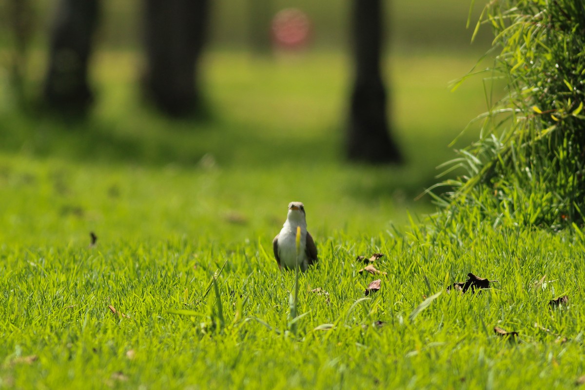 Yellow-billed Cuckoo - ML647014993