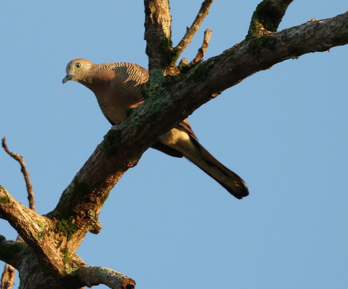 Zebra Dove - ML647014996