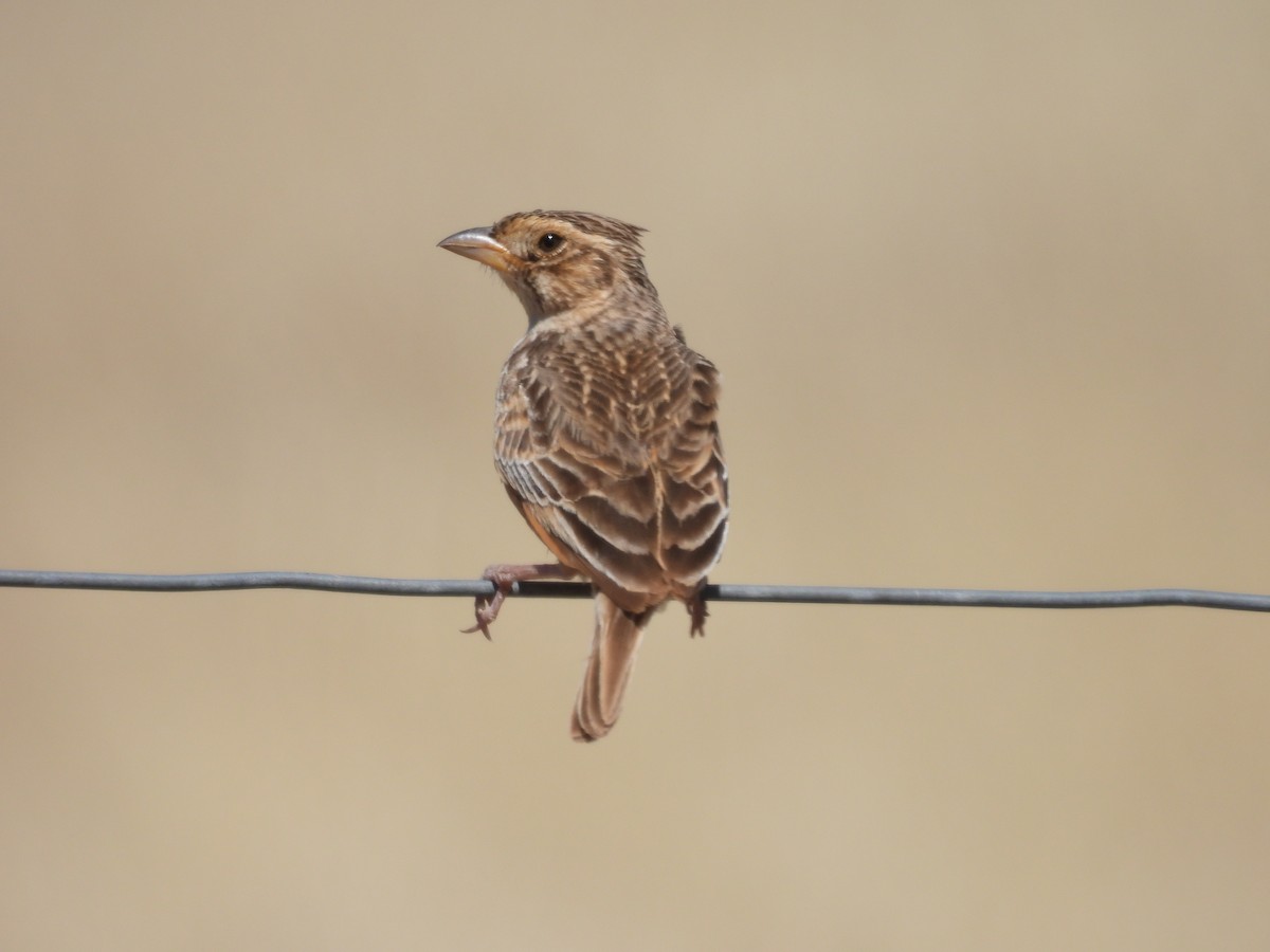 Singing Bushlark - ML647014997