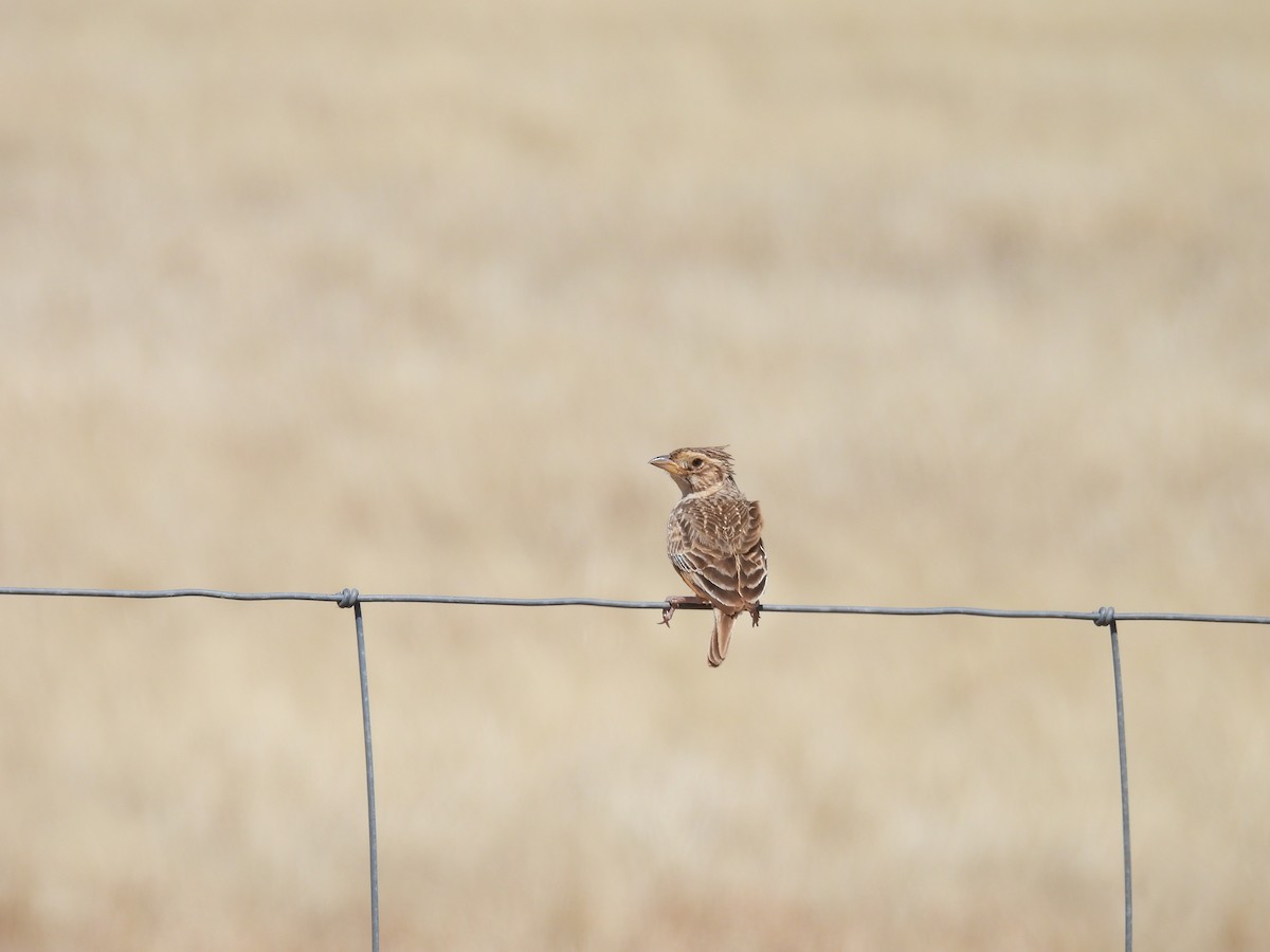 Singing Bushlark - ML647014998