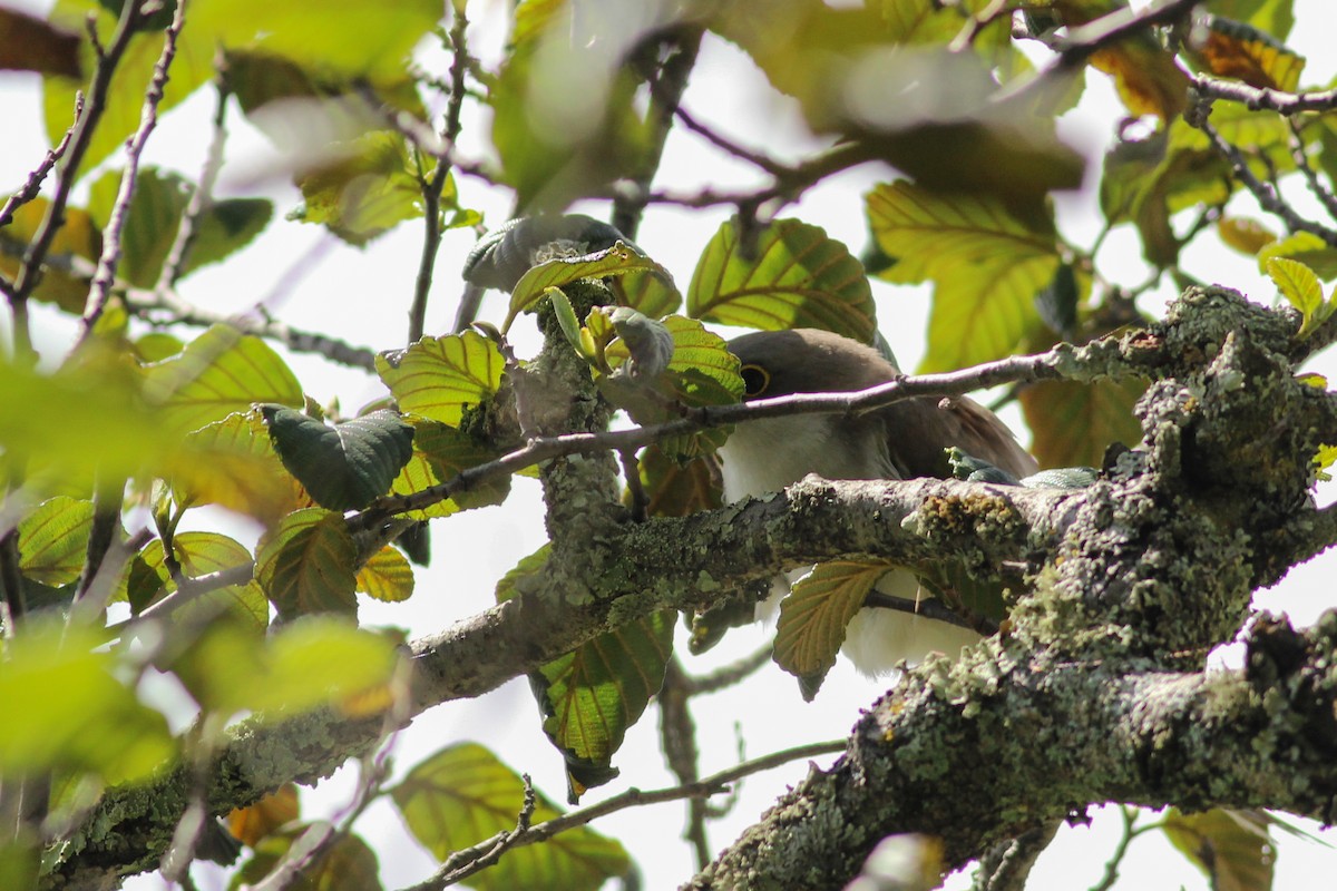 Yellow-billed Cuckoo - ML647015001