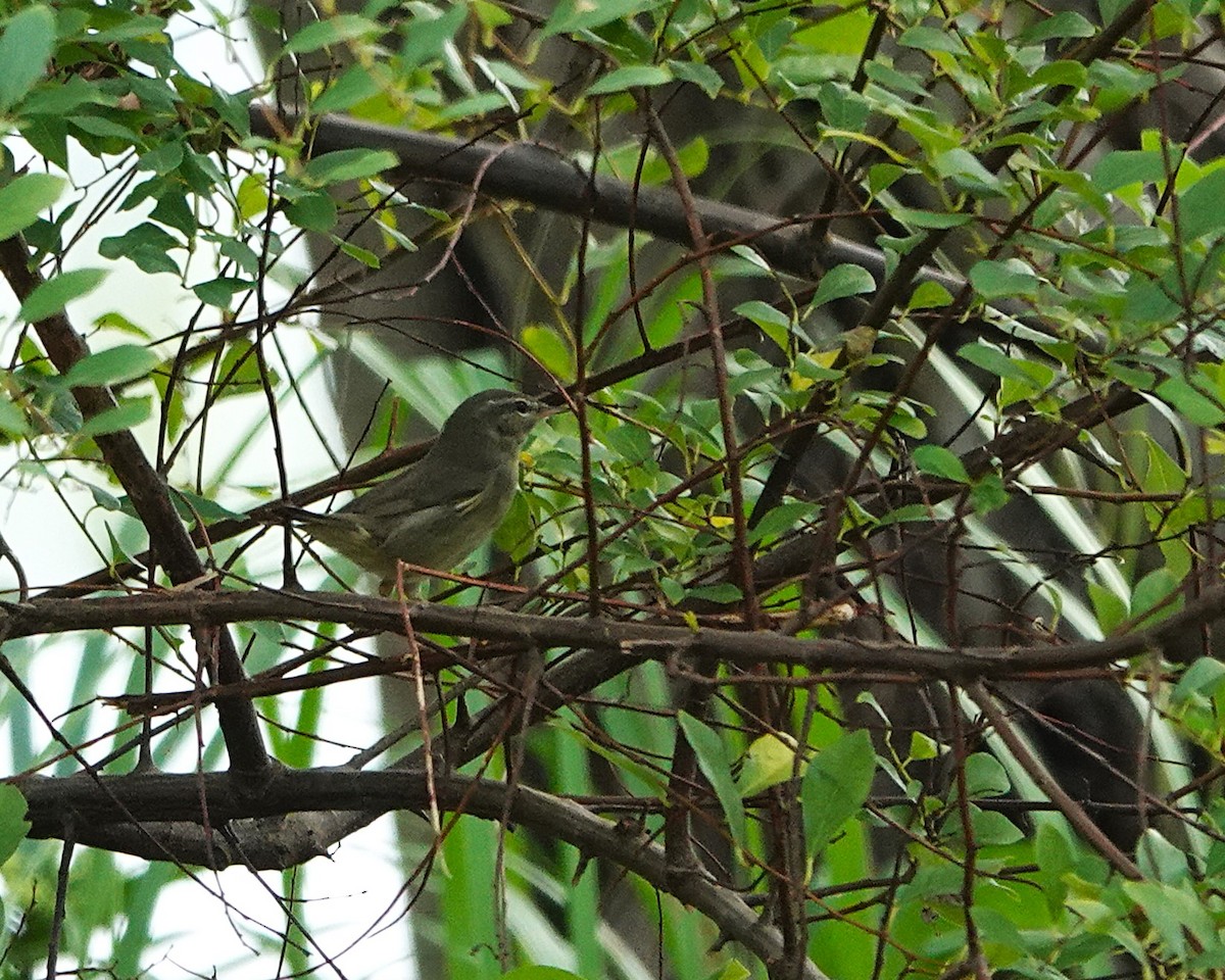 עלווית כהה - ML647015003