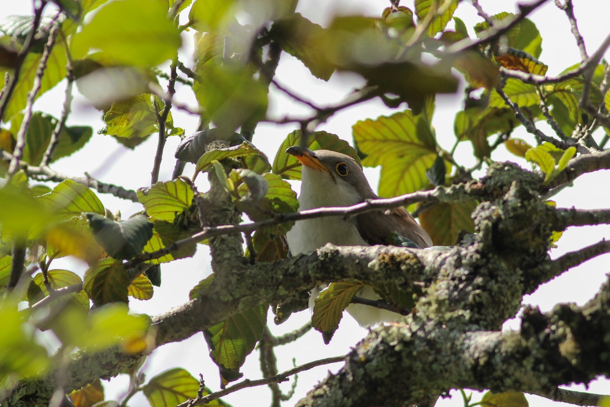Yellow-billed Cuckoo - ML647015005