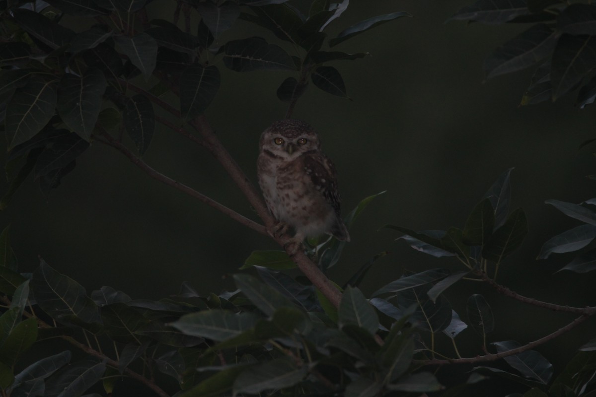 Spotted Owlet - ML647015007