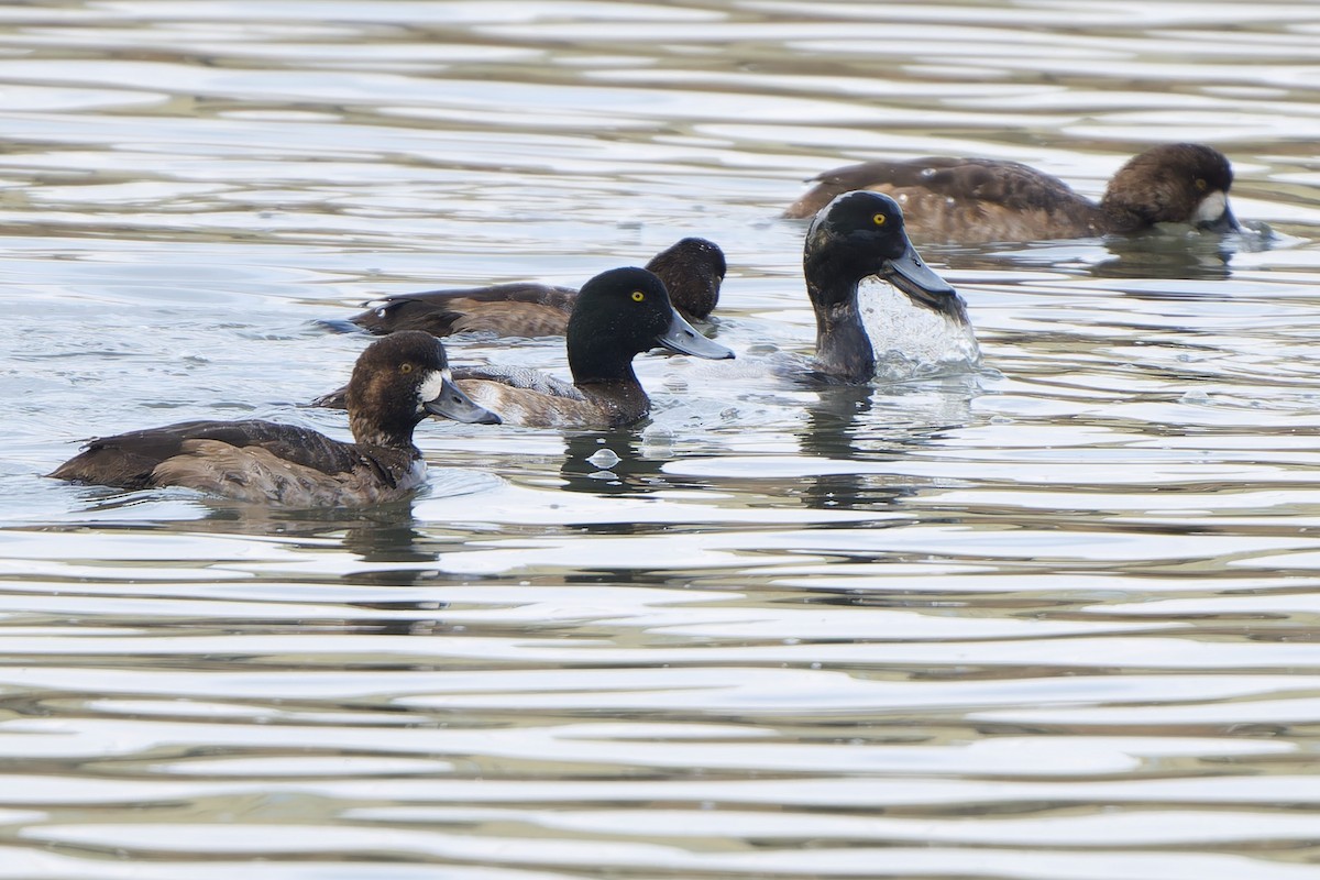 Bergente - ML647015019