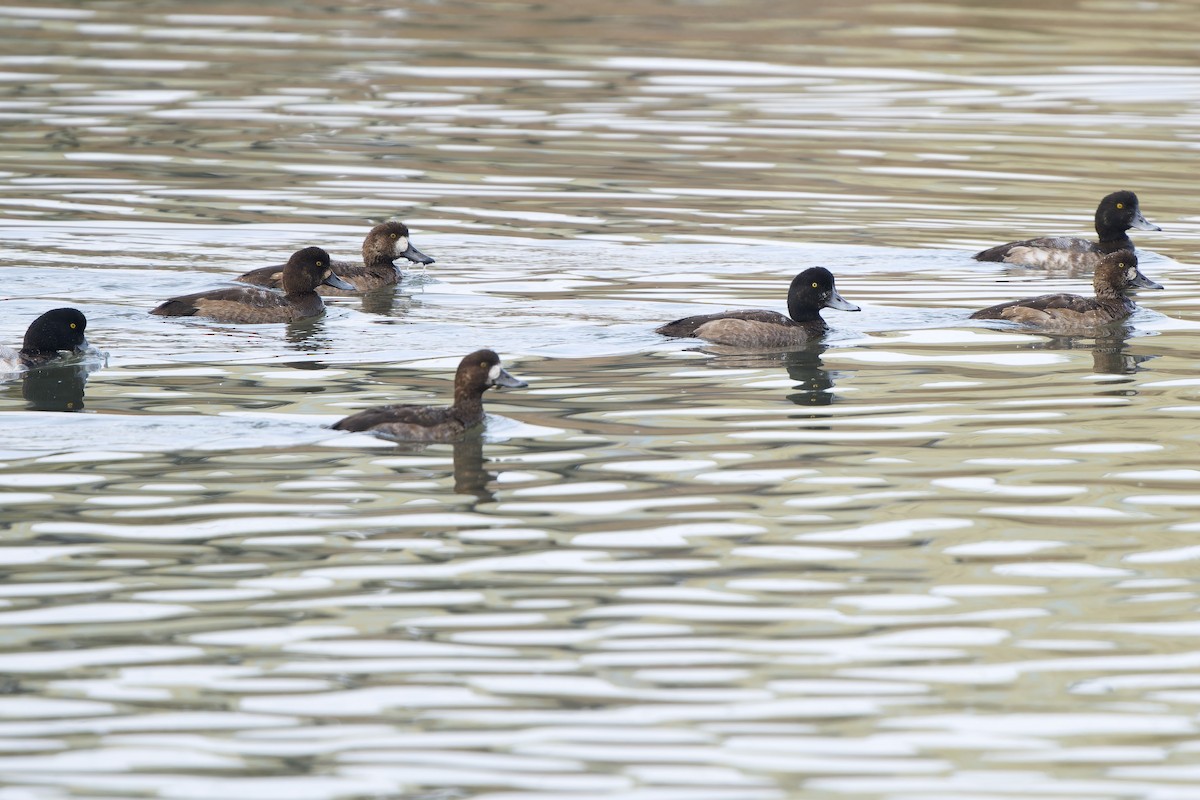 Bergente - ML647015020