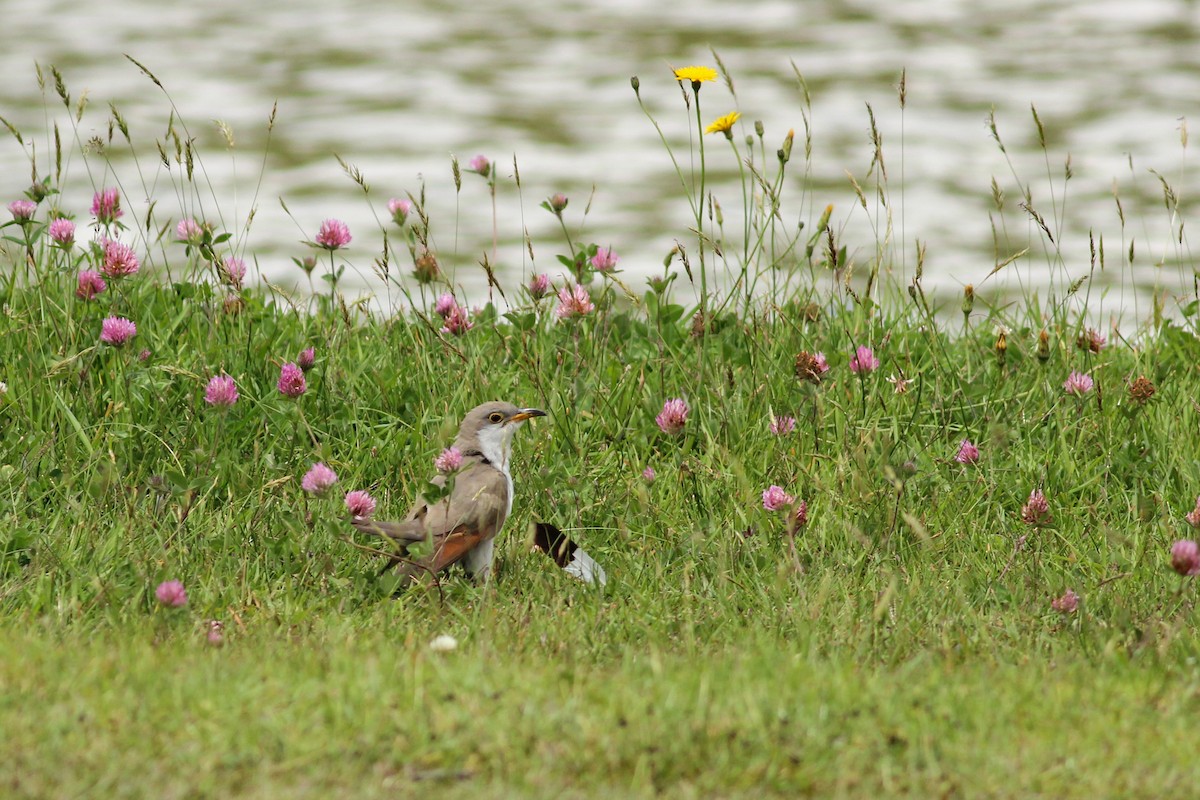 Yellow-billed Cuckoo - ML647015025