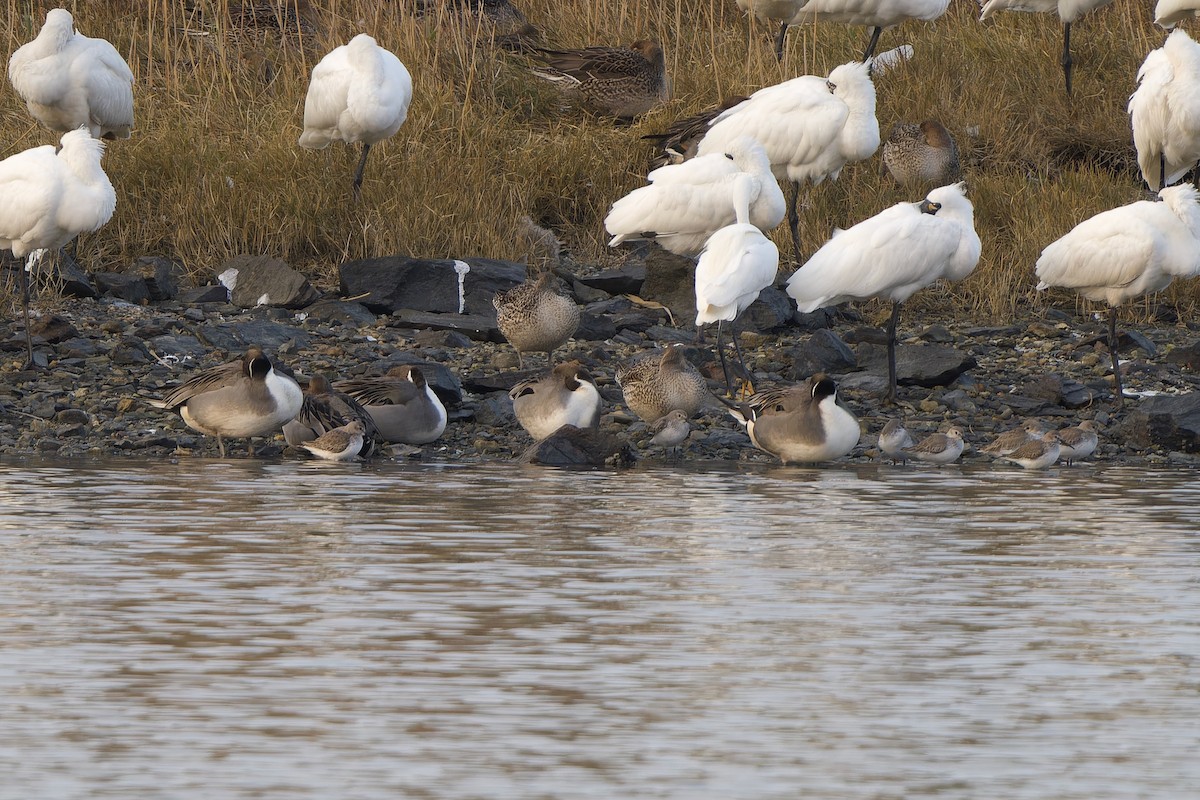 黑腹濱鷸 - ML647015026