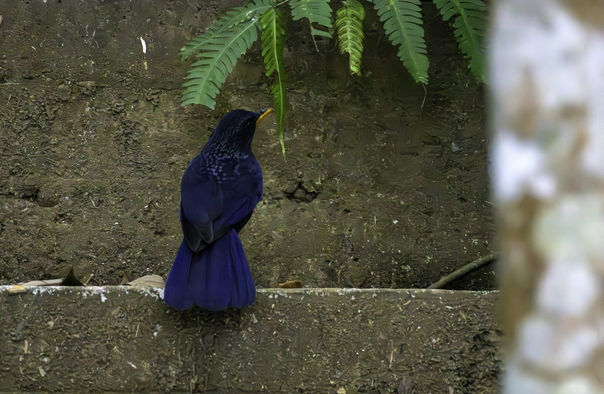 modravec siný - ML647015033