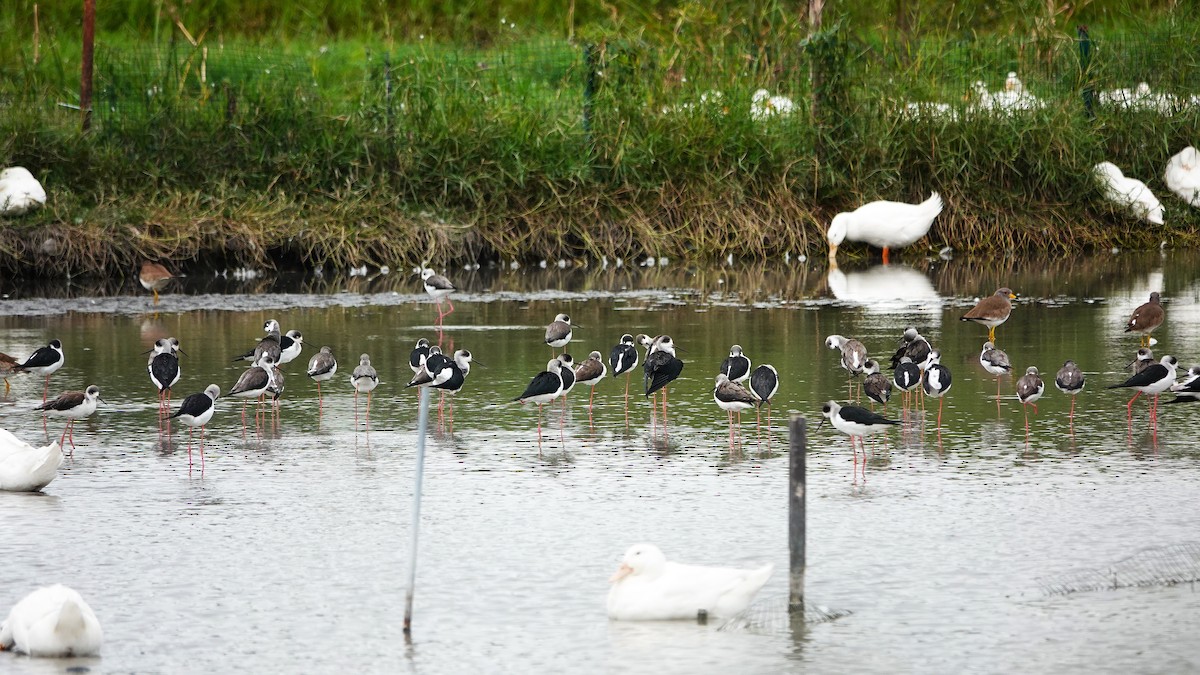 Black-winged Stilt - ML647015034