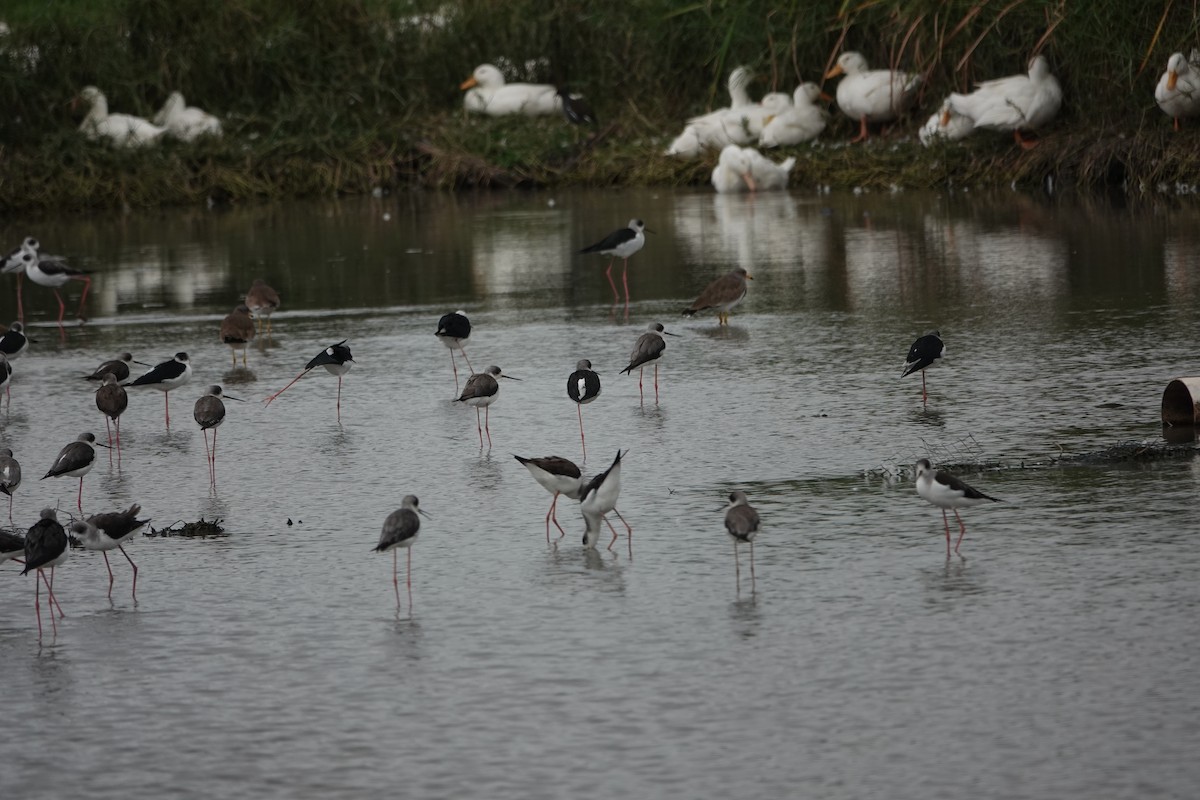 Black-winged Stilt - ML647015037