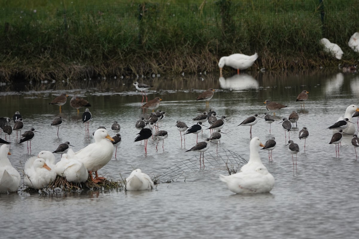 Black-winged Stilt - ML647015043
