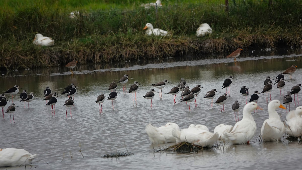 Black-winged Stilt - ML647015045