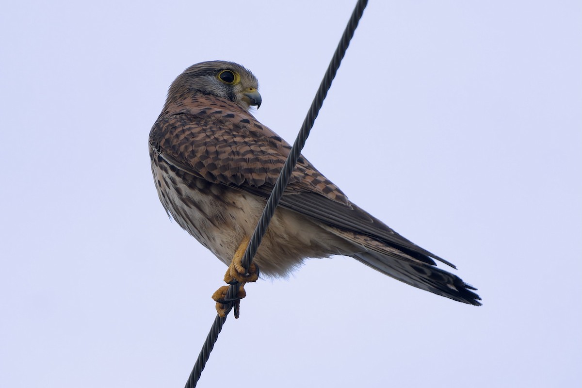 紅隼(tinnunculus群) - ML647015048