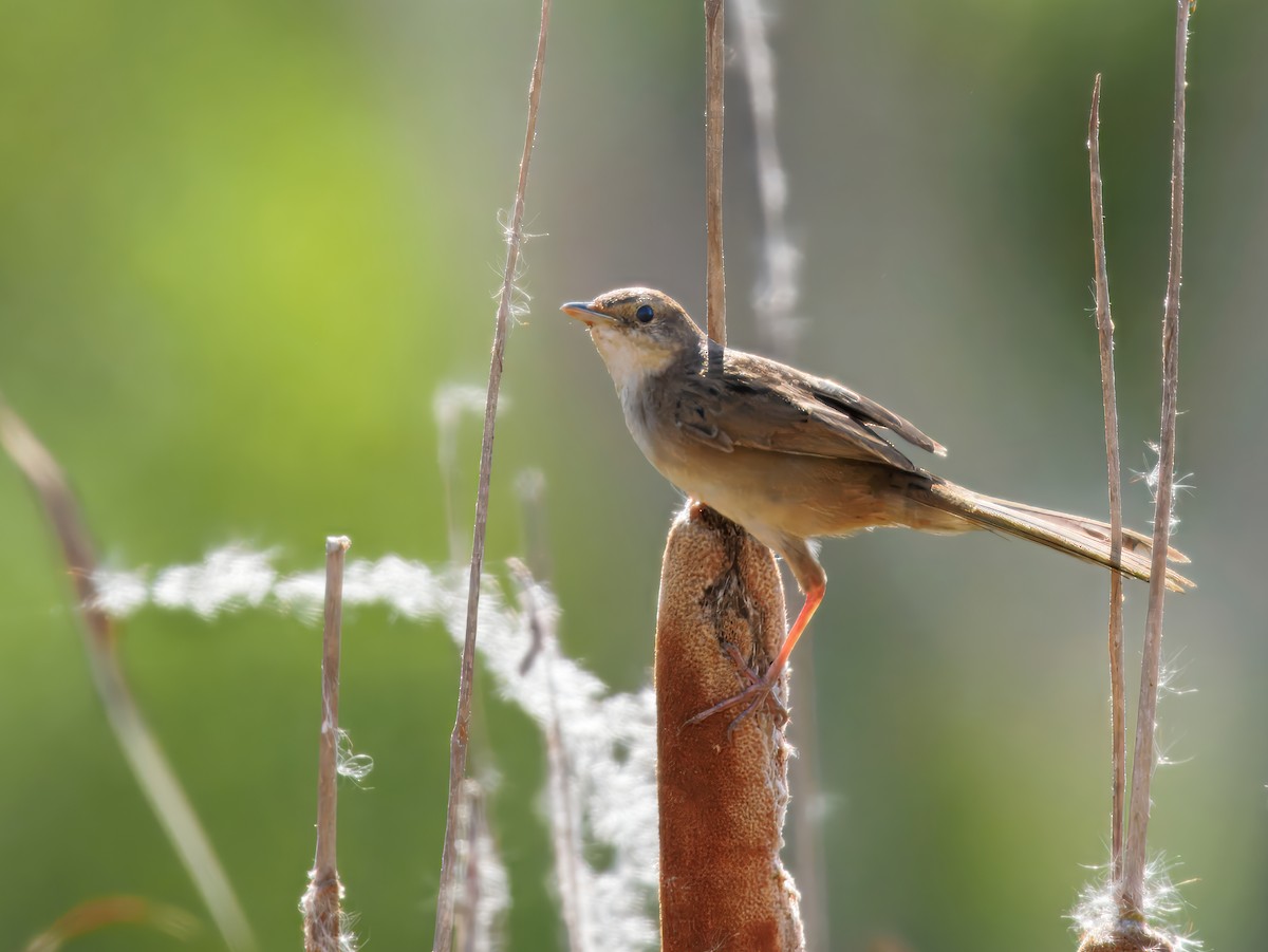 ズアカオオセッカ - ML647015052