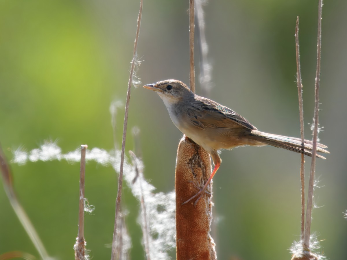 ズアカオオセッカ - ML647015053