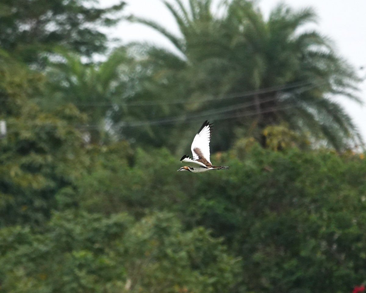 Фазанохвостая якана - ML647015054