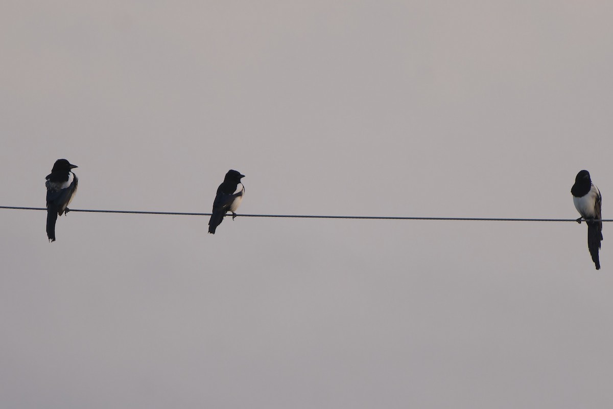 喜鵲 - ML647015066