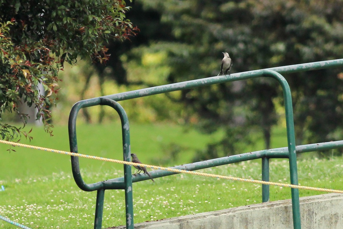 Tropikal Taklitçi - ML647015073