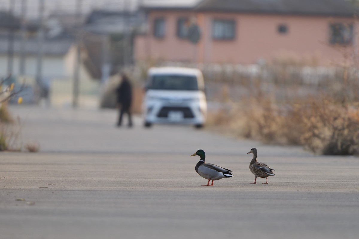 綠頭鴨 - ML647015075