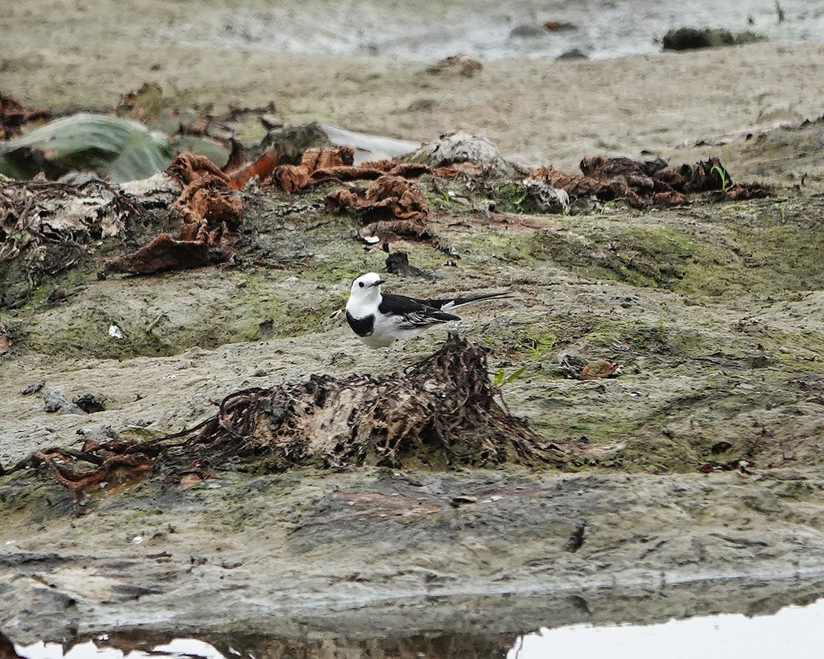 Bachstelze - ML647015077