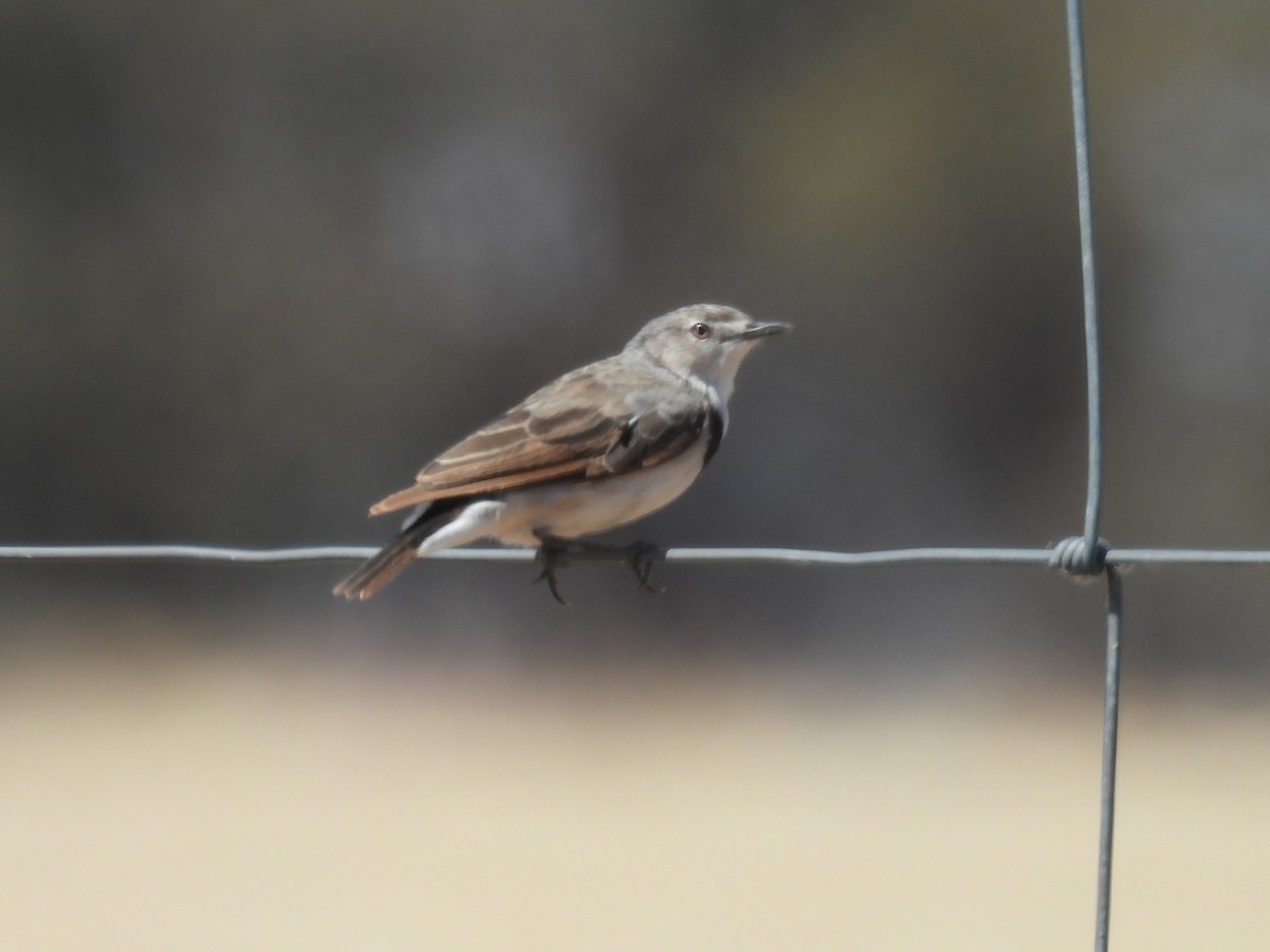 White-fronted Chat - ML647015082