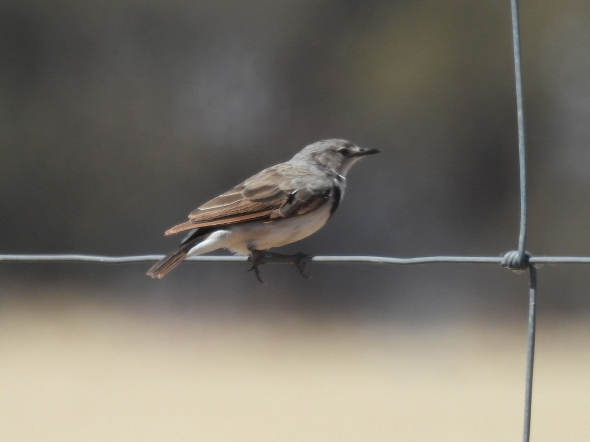 White-fronted Chat - ML647015083