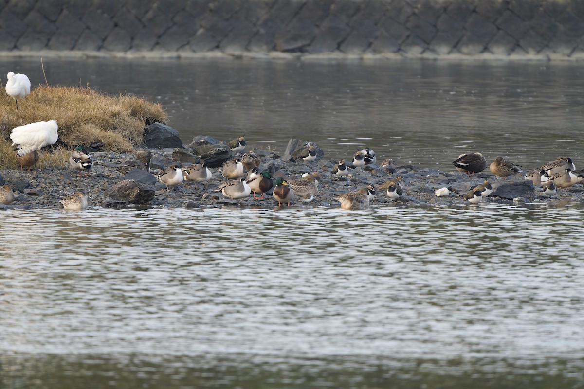 小辮鴴 - ML647015088