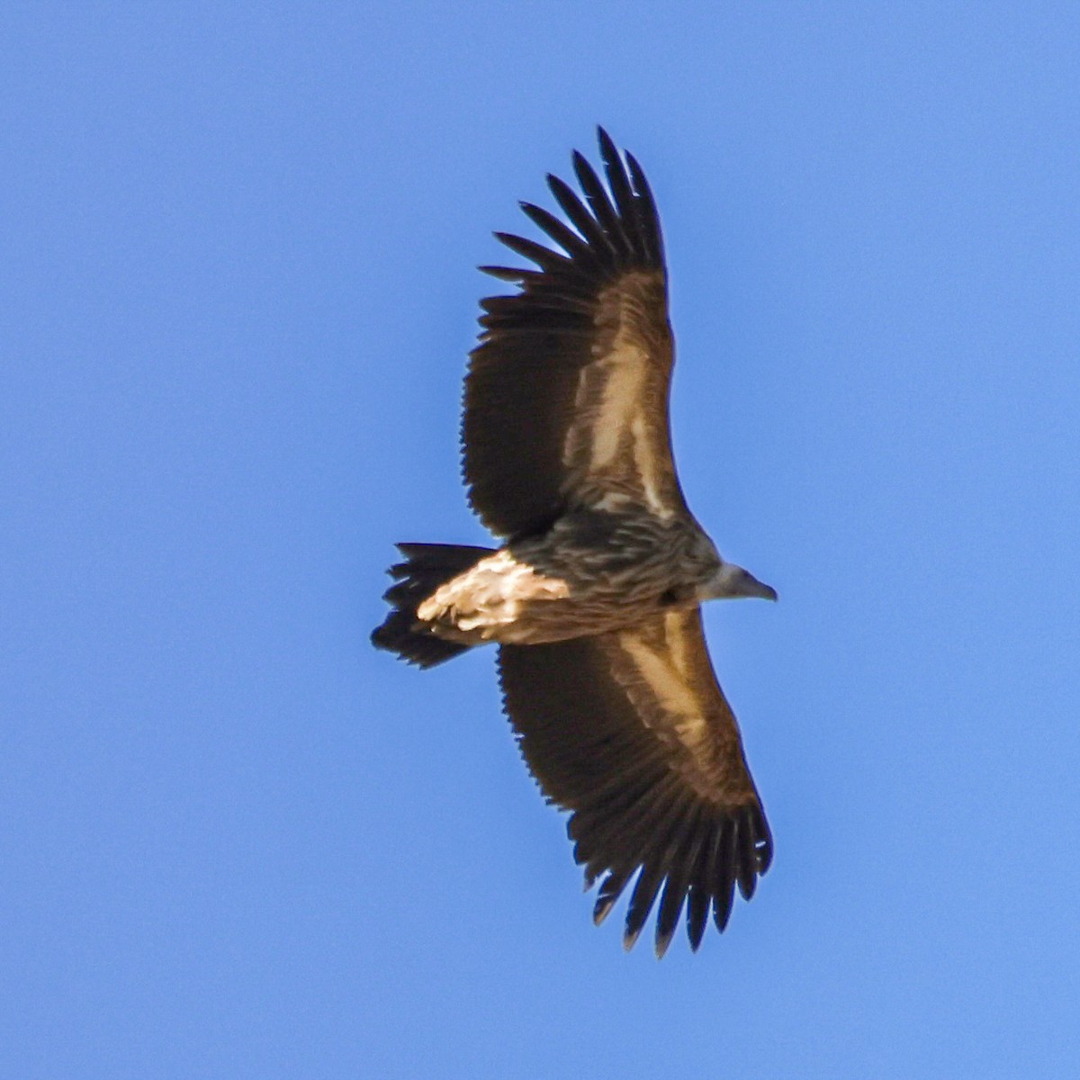 Himalayan Griffon - ML647015089