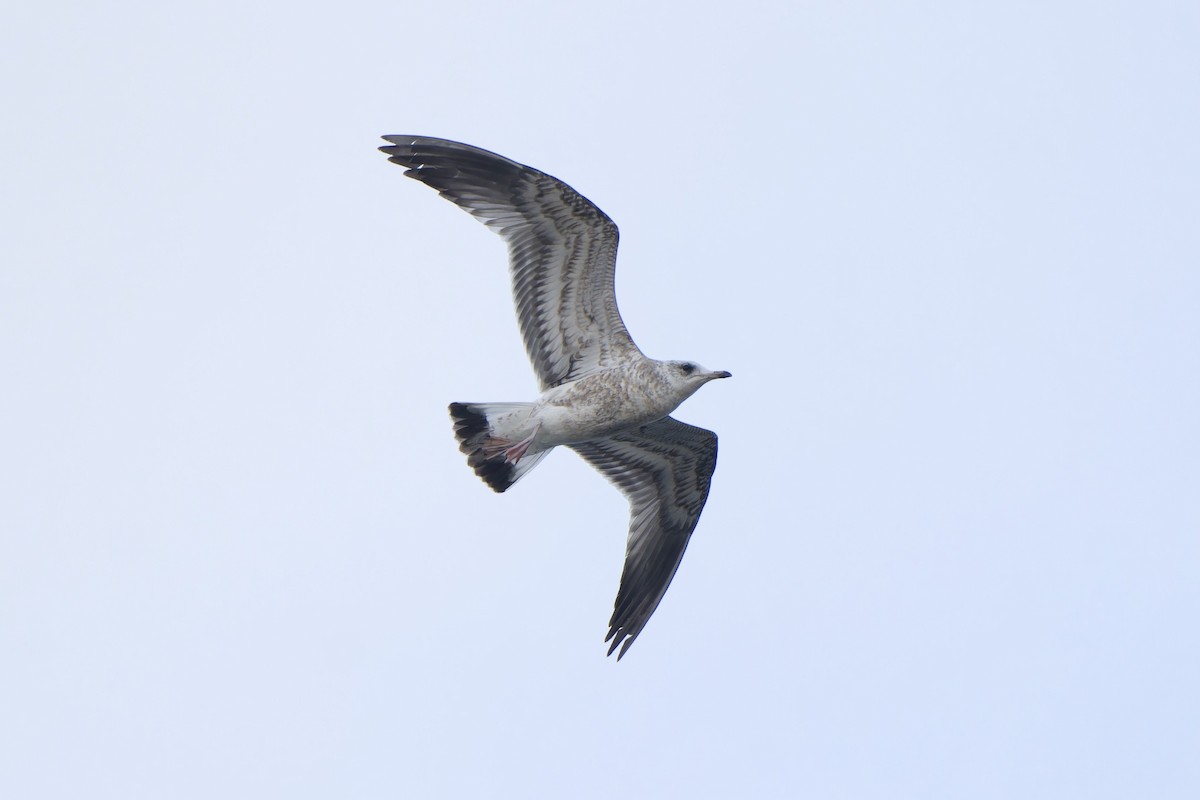 歐亞海鷗 - ML647015095