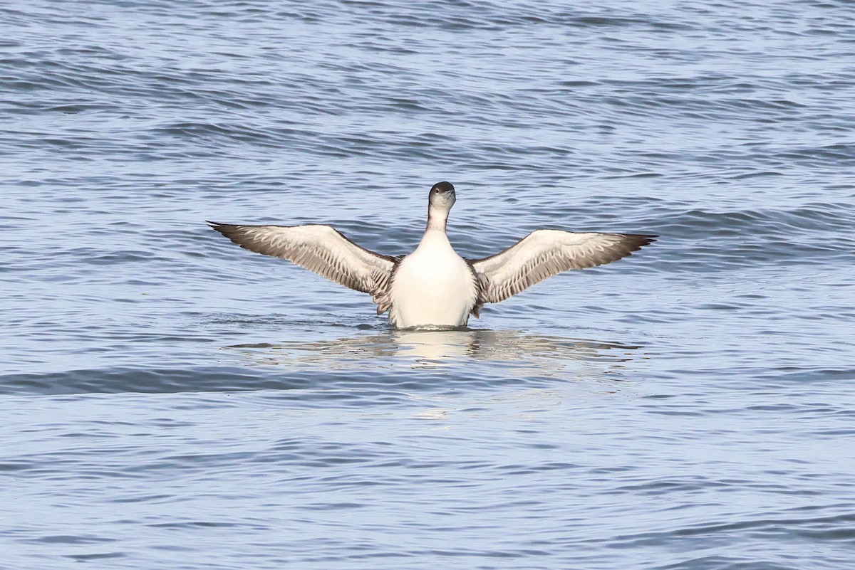 Plongeon catmarin - ML647015098